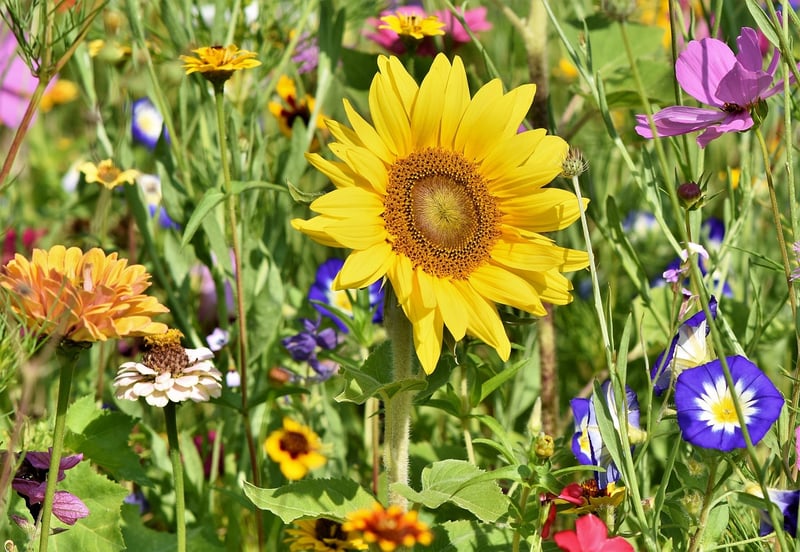 Urban Garden Plants